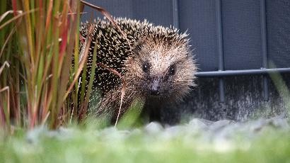 Igel im Garten Biewer_Jürgen – stock.adobe.com Igel im Garten Biewer_Jürgen – stock.adobe.com