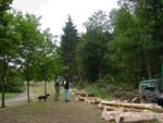 Wald Wald