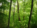 Foto Waldweg Foto Waldweg