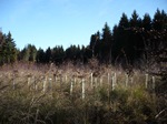 Forstarbeiter Forstarbeiter