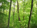 Foto sommergrüner Wald