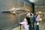 Foto eines Fischsauriers im Museum Hauff
